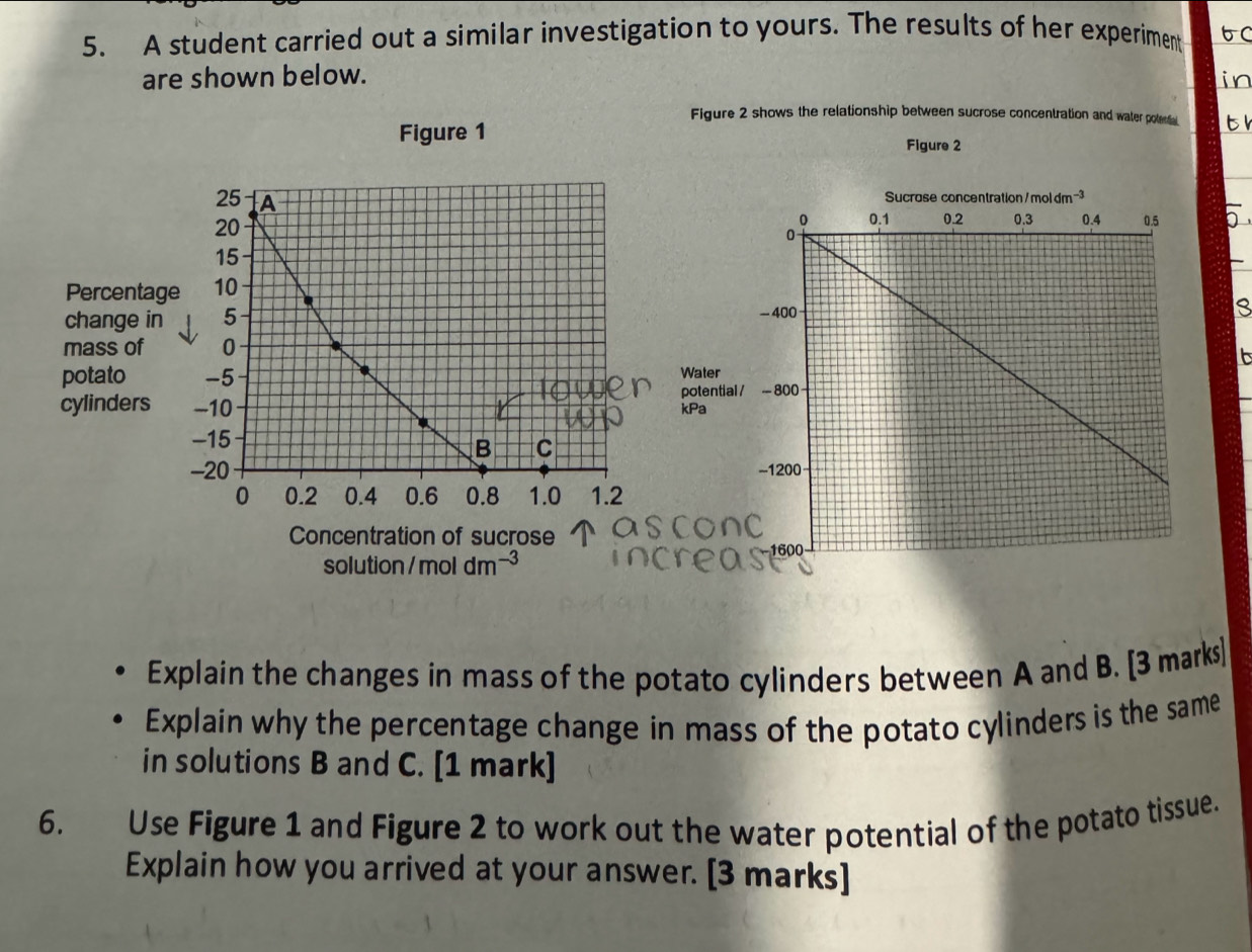 A student carried out a similar investigation to yours. The results of her experiment 6C
are shown below. in 
Figure 2 shows the relationship between sucrose concentration and water poteta 
Figure 1 
Figure 2
25 A
20
5
15
Percentage 10
change in 5
mass of 0
potato -5 Wate 
cylinders -10 poten 
kPa
-15
B C
-20
0 0.2 0.4 0.6 0.8 1.0 1.2
Concentration of sucrose 
solutio n/moldm^(-3)
Explain the changes in mass of the potato cylinders between A and B. [3 marks] 
Explain why the percentage change in mass of the potato cylinders is the same 
in solutions B and C. [1 mark] 
6. Use Figure 1 and Figure 2 to work out the water potential of the potato tissue. 
Explain how you arrived at your answer. [3 marks]