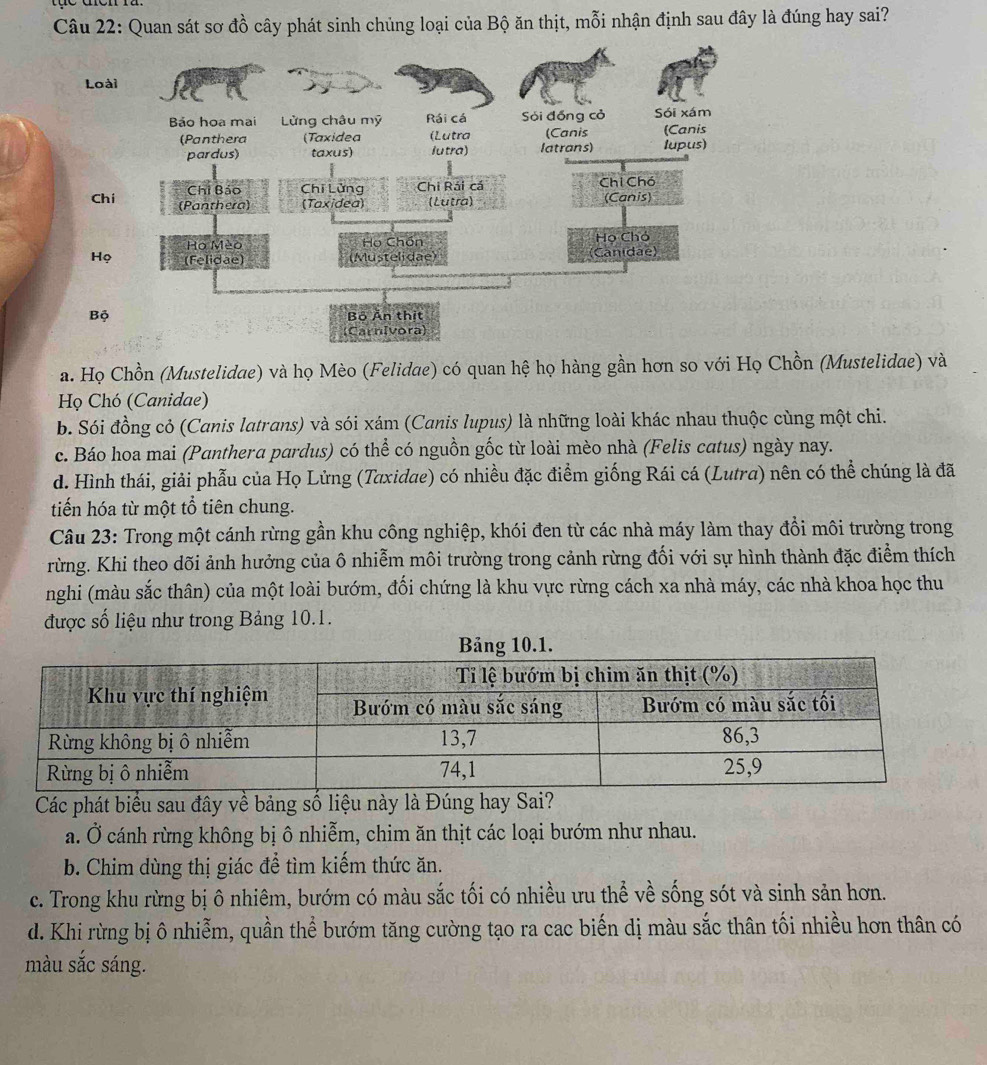 Quan sát sơ đồ cây phát sinh chủng loại của Bộ ăn thịt, mỗi nhận định sau đây là đúng hay sai?
a. Họ Chồn (Mustelidae) và họ Mèo (Felidae) có quan hệ họ hàng gần hơn so với Họ Chồn (Mustelidae) và
Họ Chó (Canidae)
b. Sói đồng cỏ (Canis latrans) và sói xám (Canis lupus) là những loài khác nhau thuộc cùng một chi.
c. Báo hoa mai (Panthera pardus) có thể có nguồn gốc từ loài mèo nhà (Felis catus) ngày nay.
d. Hình thái, giải phẫu của Họ Lửng (Taxidae) có nhiều đặc điểm giống Rái cá (Lutra) nên có thể chúng là đã
tiến hóa từ một tổ tiên chung.
Câu 23: Trong một cánh rừng gần khu công nghiệp, khói đen từ các nhà máy làm thay đổi môi trường trong
rừng. Khi theo dõi ảnh hưởng của ô nhiễm môi trường trong cảnh rừng đối với sự hình thành đặc điểm thích
nghi (màu sắc thân) của một loài bướm, đối chứng là khu vực rừng cách xa nhà máy, các nhà khoa học thu
được số liệu như trong Bảng 10.1.
Các phát biểu sau đây về bảng số liệu này là Đúng hay Sai?
a. Ở cánh rừng không bị ô nhiễm, chim ăn thịt các loại bướm như nhau.
b. Chim dùng thị giác để tìm kiếm thức ăn.
c. Trong khu rừng bị ô nhiêm, bướm có màu sắc tối có nhiều ưu thể về sống sót và sinh sản hơn.
d. Khi rừng bị ô nhiễm, quần thể bướm tăng cường tạo ra cac biến dị màu sắc thân tối nhiều hơn thân có
màu sắc sáng.