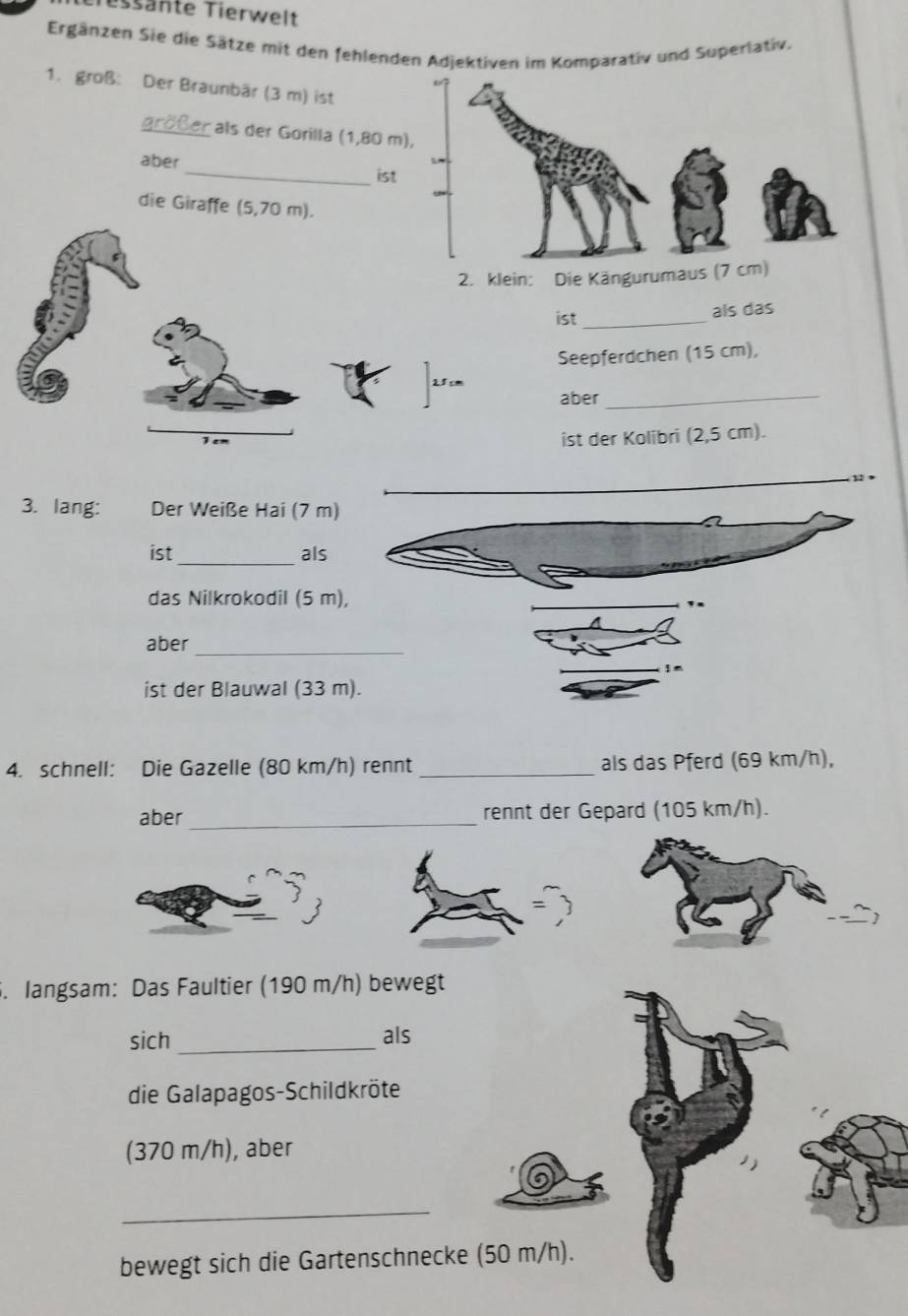 Tessänte Tierwelt 
Ergänzen Sie die Sätze mit den fehlenden Adjektiven im Komparativ und Superlativ. 
1. groß: Der Braunbär (3 m) ist 
größer als der Gorilla (1,80 m
_ 
aber 
ist 
die Giraffe (5,70 m). 
2. klein: Die Kängurumaus (7
ist_ als das 
Seepferdchen (15 cm), 
_
25 cm
aber 
Tem 
ist der Kolibri (2,5 cm). 
3. lang: Der Weiße Hai (7 m) 
ist_ als 
das Nilkrokodil (5 m), 
aber_ 
ist der Blauwal (33 m
4. schnell: Die Gazelle (80 km/h) rennt _als das Pferd (69 km/h), 
aber _rennt der Gepard (105 km/h). 
6. langsam: Das Faultier (190 m/h) bewegt 
sich_ als 
die Galapagos-Schildkröte 
(370 m/h), aber 
_ 
bewegt sich die Gartenschnecke (50 m/h).