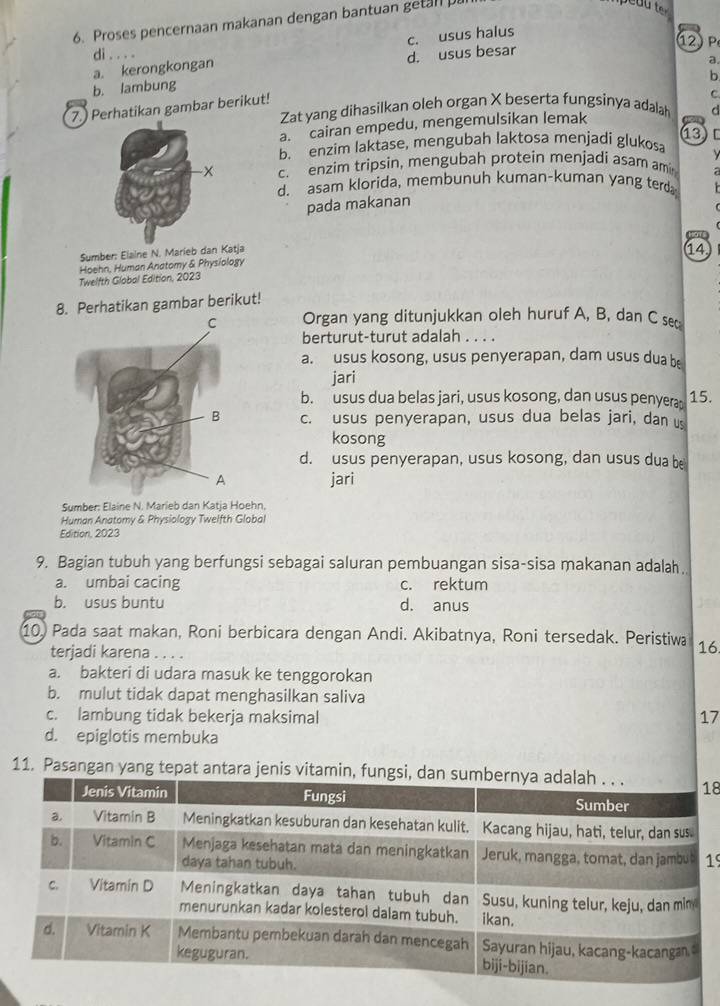 Proses pencernaan makanan dengan bantuan getan 
Jeau ter
a. kerongkongan d. usus besar c. usus halus
2) P
di . . . .
a.
b
b. lambung
7.) Perhatikan gambar berikut!
C
Zat yang dihasilkan oleh organ X beserta fungsinya adalah C
a. cairan empedu, mengemulsikan lemak
03 ) [
b. enzim laktase, mengubah laktosa menjadi glukosa
c. enzim tripsin, mengubah protein menjadi asam ami
d. asam klorida, membunuh kuman-kuman yang terd
pada makanan
Sumber: Elaine N. Marieb dan Katja
Hoehn, Human Anatomy & Physíology
Twelfth Global Edition, 2023 14
8. Perhatikan gambar berikut!
Organ yang ditunjukkan oleh huruf A, B, dan C sec
berturut-turut adalah . . . .
a. usus kosong, usus penyerapan, dam usus dua b
jari
b. usus dua belas jari, usus kosong, dan usus penyera 15.
c. usus penyerapan, usus dua belas jari, dan us
kosong
d. usus penyerapan, usus kosong, dan usus dua be
jari
Sumber: Elaine N. Marieb dan Katja Hoehn,
Human Anatomy & Physiology Twelfth Global
Edition, 2023
9. Bagian tubuh yang berfungsi sebagai saluran pembuangan sisa-sisa makanan adalah
a. umbai cacing c. rektum
b. usus buntu d. anus
10, Pada saat makan, Roni berbicara dengan Andi. Akibatnya, Roni tersedak. Peristiwa 16.
terjadi karena.   
a. bakteri di udara masuk ke tenggorokan
b. mulut tidak dapat menghasilkan saliva
c. lambung tidak bekerja maksimal 17
d. epiglotis membuka
11. Pasangan yang tepat antara jenis vitamin, 8
19