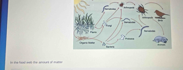 In the food web the amount of matter