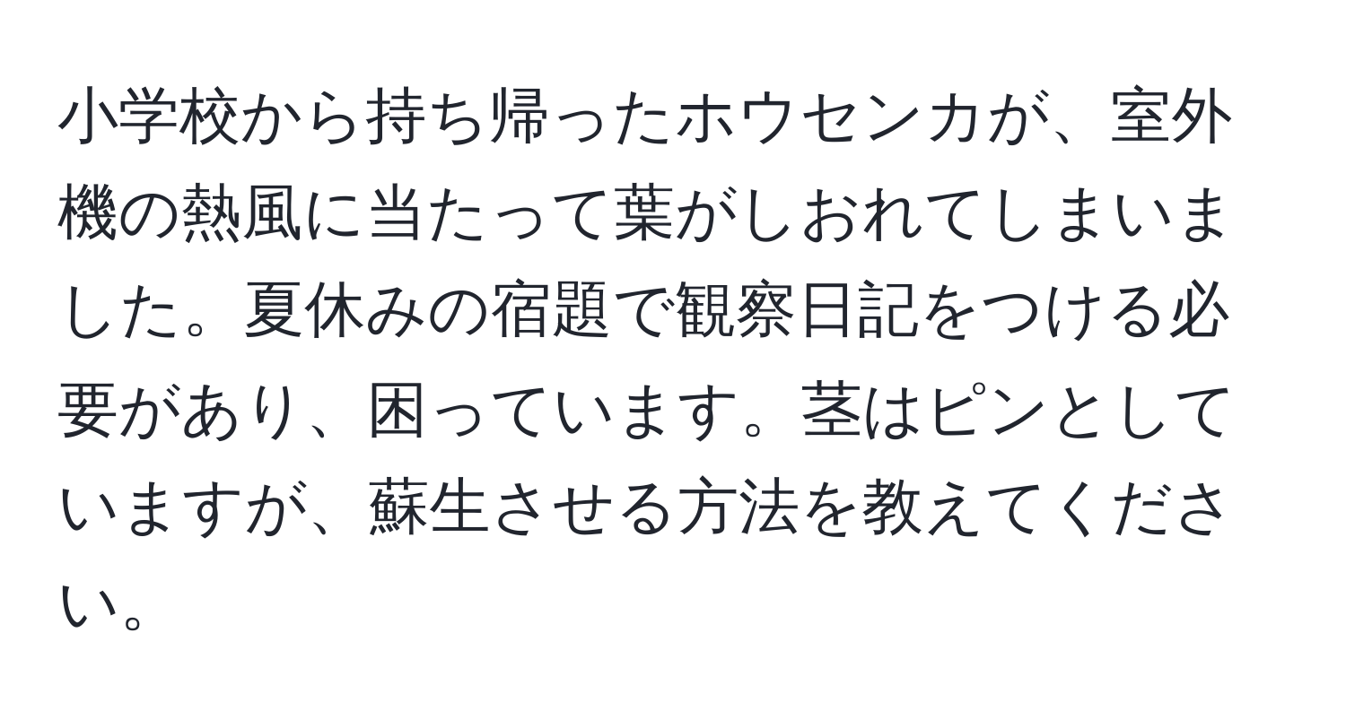 小学校から持ち帰ったホウセンカが、室外機の熱風に当たって葉がしおれてしまいました。夏休みの宿題で観察日記をつける必要があり、困っています。茎はピンとしていますが、蘇生させる方法を教えてください。