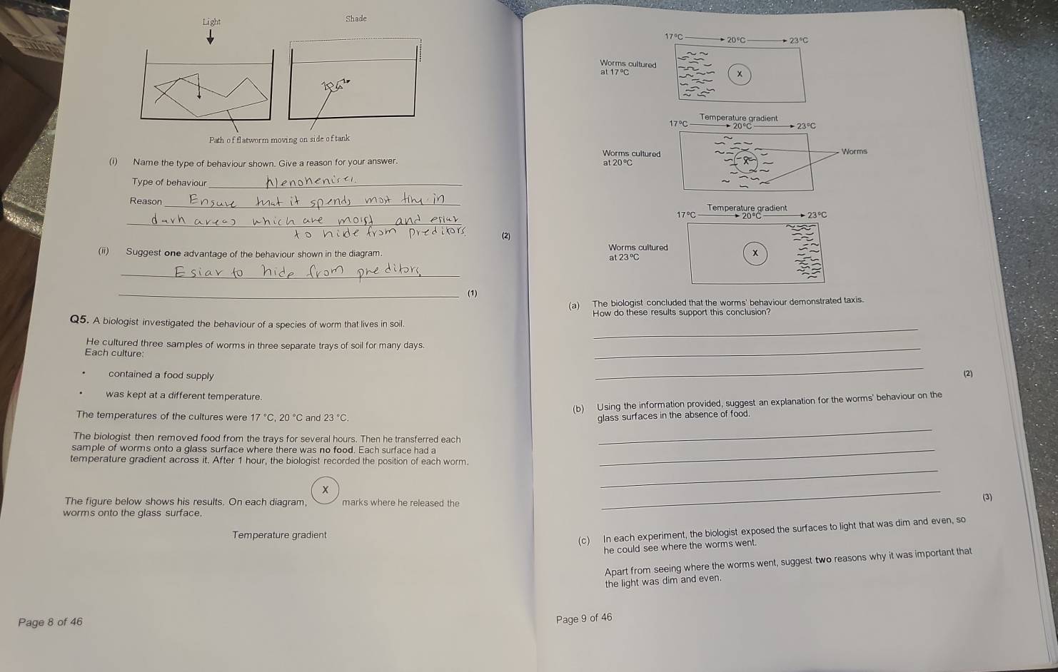 Light Shade
17°C
23°C
Worms cultured 
at 17°C
x
Temperature gradient
23°C
Path of flatworm moving on side of tank 
Worms cultured Worms 
(i) Name the type of behaviour shown. Give a reason for your answer. at 20 ℃ 
Type of behaviour_ 
Reason _Temperature gradient 
_
17°C to 23°C
t o h 
(2) 
Worms cultured 
(ii) Suggest one advantage of the behaviour shown in the diagram x
at23°C
_ 
_ 
(a) The biologist concluded that the worms' behaviour demonstrated taxis. 
How do these results support this conclusion? 
_ 
Q5. A biologist investigated the behaviour of a species of worm that lives in soil 
He cultured three samples of worms in three separate trays of soil for many days. 
Each culture: 
_ 
_ 
contained a food supply (2) 
was kept at a different temperature. 
The temperatures of the cultures were 17°C, 20°C and 23°C (b) Using the information provided, suggest an explanation for the worms' behaviour on the 
glass surfaces in the absence of food 
The biologist then removed food from the trays for several hours. Then he transferred each 
_ 
sample of worms onto a glass surface where there was no food. Each surface had a_ 
_ 
temperature gradient across it. After 1 hour, the biologist recorded the position of each worm. 
x 
The figure below shows his results. On each diagram marks where he released the 
_ 
(3) 
worms onto the glass surface. 
Temperature gradient 
(c) In each experiment, the biologist exposed the surfaces to light that was dim and even, so 
he could see where the worms went. 
Apart from seeing where the worms went, suggest two reasons why it was important that 
the light was dim and even. 
Page 8 of 46 
Page 9 of 46