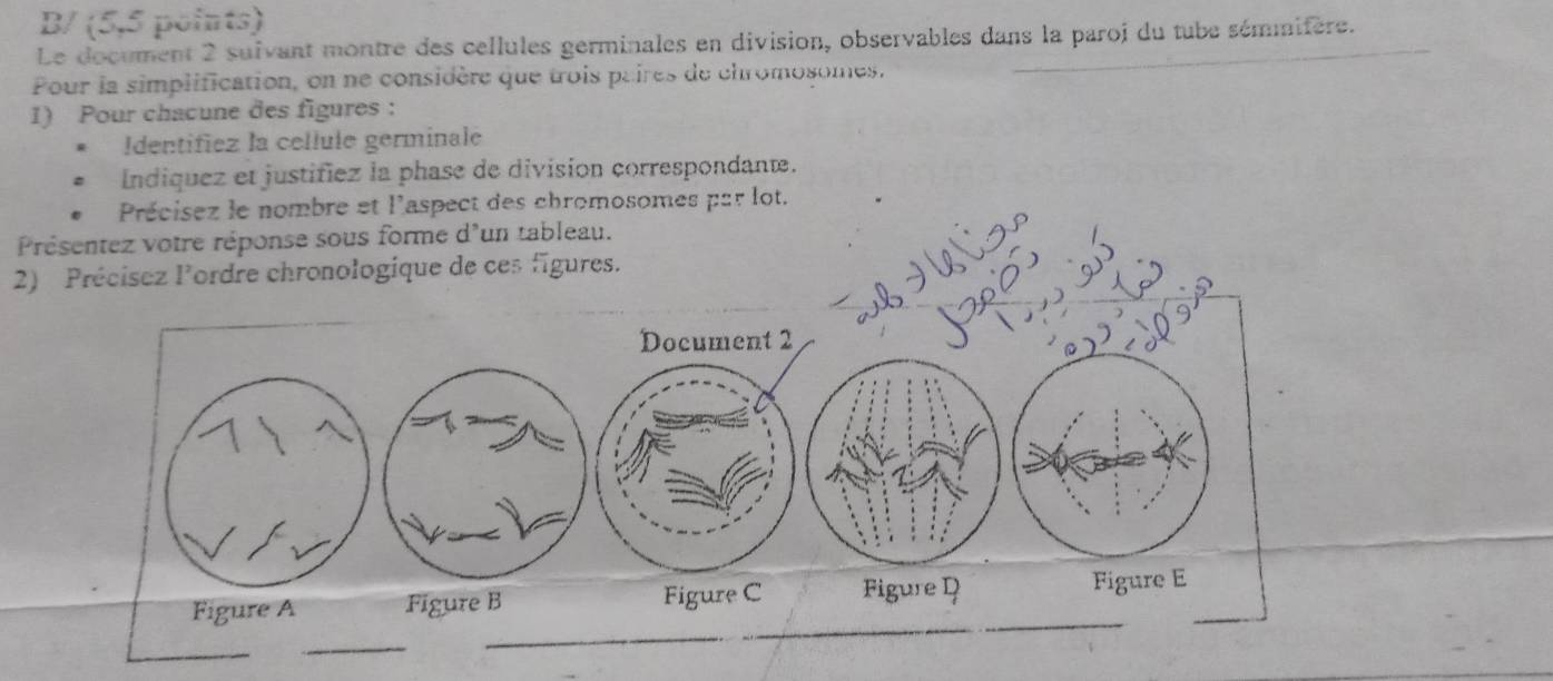 B/ (5,5 points) 
Le document 2 suivant montre des cellules germinales en division, observables dans la paroj du tube sémmifère. 
Pour la simplification, on ne considère que trois paires de chromosomes. 
1) Pour chacune des figures : 
Identifiez la cellule germinalé 
Indiquez et justifíez la phase de division correspondante. 
Précisez le nombre et l'aspect des chromosomes par lot. 
Présentez votre réponse sous forme d'un tableau. 
2) Précisez l'ordre chronologique de ces figures. 
Figure A Figure B Figure C Figure D _ 
_ 
_