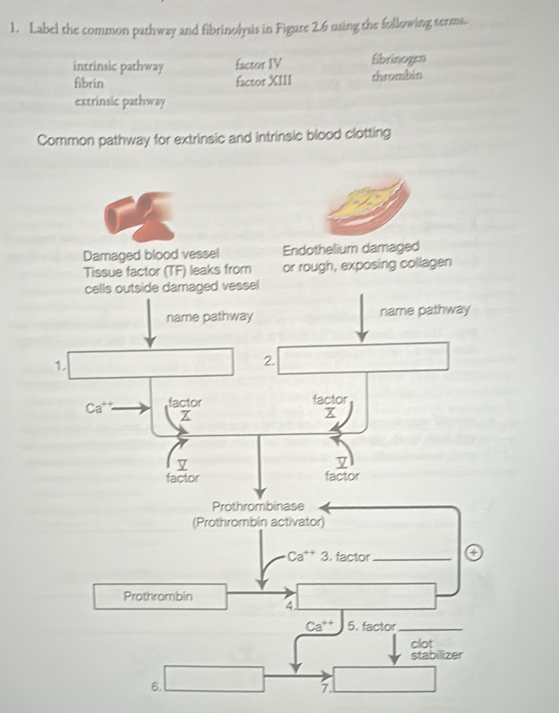 Label the common pathway and fibrinolysis in Figure 2.6 using the following terms. 
intrinsic pathway factor IV fibrinogen 
fibrin factor XIII thrombin 
extrinsic pathway 
Common pathway for extrinsic and intrinsic blood clotting 
Damaged blood vessel Endothelium damaged 
Tissue factor (TF) leaks from or rough, exposing collagen 
cells outside damaged vessel 
name pathway name pathway 
1. 
2.
Ca^(++) factor factor 
Z 
x 
factor factor 
Prothrombinase 
(Prothrombin activator)
Ca^(++) 3. factor_ 
a 
Prothrombin 
4
Ca^(4+) 5. factor_ 
clot 
stabilizer 
6. □ 
7.