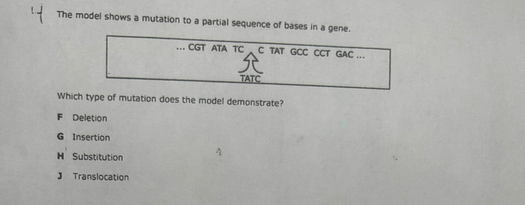 The model shows a mutation to a partial sequence of bases in a gene.
.. CGT ATA TC C TAT GCC CCT GAC ...
TATC
Which type of mutation does the model demonstrate?
F Deletion
G Insertion
H Substitution
J Translocation