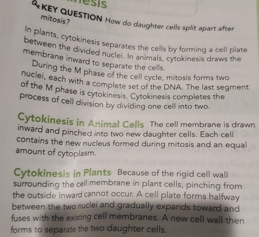 nesis 
KEY QUESTION How do daughter cells split apart after 
mitosis? 
In plants, cytokinesis separates the cells by forming a cell plate 
between the divided nuclei. In animals, cytokinesis draws the 
membrane inward to separate the cells. 
During the M phase of the cell cycle, mitosis forms two 
nuclei, each with a complete set of the DNA. The last segment 
of the M phase is cytokinesis. Cytokinesis completes the 
process of cell division by dividing one cell into two. 
Cytokinesis in Animal Cells The cell membrane is drawn 
inward and pinched into two new daughter cells. Each cell 
contains the new nucleus formed during mitosis and an equal 
amount of cytoplasm. 
Cytokinesis in Plants Because of the rigid cell wall 
surrounding the cell membrane in plant cells, pinching from 
the outside inward cannot occur. A cell plate forms halfway 
between the two nuclei and gradually expands toward and 
fuses with the existing cell membranes. A new cell wall then 
forms to separate the two daughter cells.