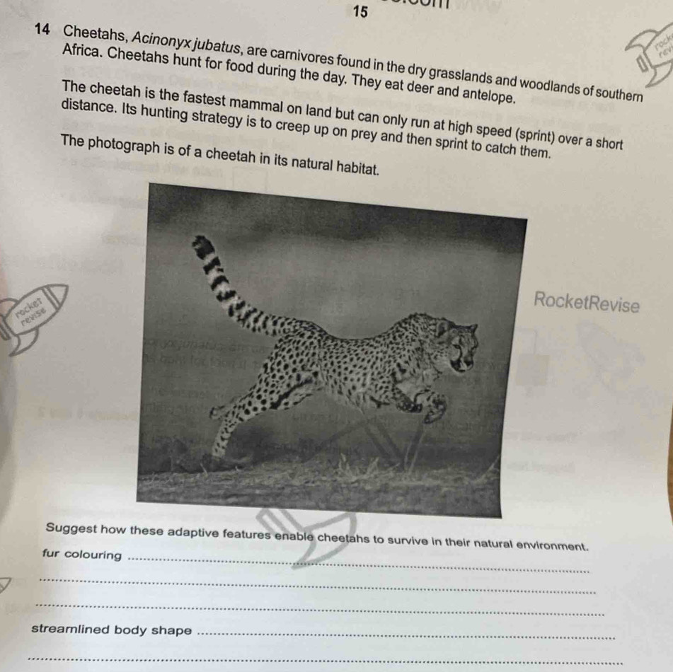 rock 
14 Cheetahs, Acinonyx jubatus, are carnivores found in the dry grasslands and woodlands of southern 
Africa. Cheetahs hunt for food during the day. They eat deer and antelope. 
The cheetah is the fastest mammal on land but can only run at high speed (sprint) over a short 
distance. Its hunting strategy is to creep up on prey and then sprint to catch them. 
The photograph is of a cheetah in its natural habitat. 
rocket 
ocketRevise 
revise 
Suggest how these adaptive features enable cheetahs to survive in their natural environment. 
fur colouring_ 
_ 
_ 
streamlined body shape_ 
_