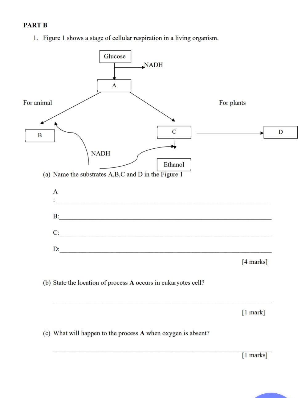 Figure 1 shows a stage of cellular respiration in a living organism. 
A 
. ._ 
B: 
_ 
_ 
C: 
_ 
D: 
[4 marks] 
(b) State the location of process A occurs in eukaryotes cell? 
_ 
[1 mark] 
(c) What will happen to the process A when oxygen is absent? 
_ 
[1 marks]