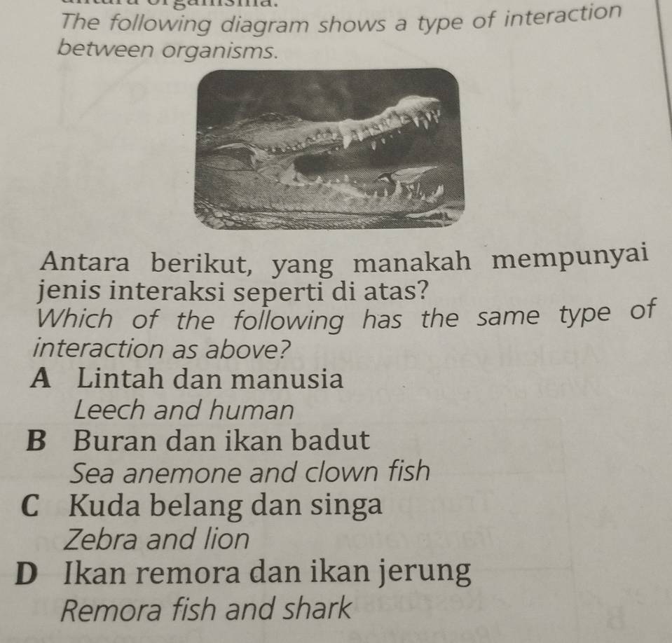 The following diagram shows a type of interaction
between organisms.
Antara berikut, yang manakah mempunyai
jenis interaksi seperti di atas?
Which of the following has the same type of
interaction as above?
A Lintah dan manusia
Leech and human
B Buran dan ikan badut
Sea anemone and clown fish
C Kuda belang dan singa
Zebra and lion
D Ikan remora dan ikan jerung
Remora fish and shark