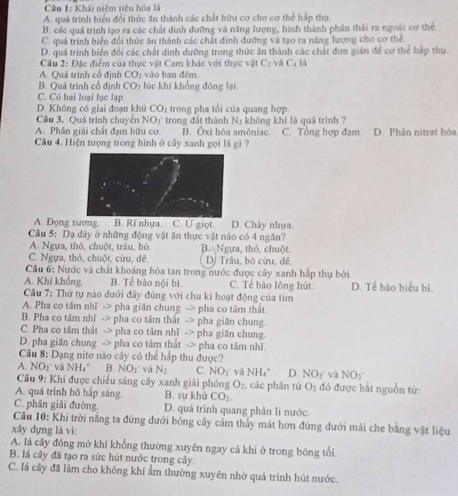 Khái niệm tiêu hóa là
A. quá trình biển đổi thức ăn thành các chất hữu cơ cho cơ thể hấp thụ.
B. các quá trình tạo ra các chất dinh dưỡng và năng lượng, hình thành phân thái ra ngoài cơ thể
C. quá trình biển đổi thức ăn thành các chất dinh dưỡng và tạo ra năng lượng cho cơ thể
D. quá trình biển đổi các chất dinh dưỡng trong thức ăn thành các chất đơn giản để cơ thể hếp thụ
Câu 2: Đặc điểm của thực vật Cam khác với thực vật C3 và C: là
A. Quá trình cổ định CO_2 vào ban đêm.
B. Quá trình cổ định CO_2 lúc khí khổng đóng lại
C. Có hai loại lục lạp
D. Không có giai đoạn khử CO_1 trong pha tối của quang hợp.
Câu 3. Quá trình chuyển NO3 trong đất thành N_2 không khí là quá trình ?
A. Phân giải chất đạm hữu cơ. B. Ôxi hóa amôniac. C. Tổng hợp đạm D. Phân nitrat hóa
Câu 4. Hiện tượng trong hình ở cây xanh gọi là gì ?
A. Đọng sương. B. Rĩ nhựa. C. Ứ giọt. D. Chảy nhựa.
Cầu 5: Dạ dày ở những động vật ăn thực vật nào có 4 ngăn?
A. Ngựa, thỏ, chuột, trâu, bò. B. Ngựa, thỏ, chuột.
C. Ngựa, thỏ, chuột, cừu, dê. D. Trâu, bò cừu, dê.
Câu 6: Nước và chất khoảng hòa tan trong nước được cây xanh hấp thụ bởi
A. Khí khổng B. Tế bào nội bì. C. Tế bào lồng hút. D. Tế bảo biểu bì.
Cầâu 7: Thứ tự nào dưới đảy đúng với chu kỉ hoạt động của tim
A. Pha co tâm nhĩ -> pha giãn chung -> pha co tâm thất.
B. Pha co tâm nhĩ -> pha co tâm thất -> pha giãn chung.
C. Pha co tâm thất -> pha co tâm nhĩ -> pha giãn chung.
D. pha giãn chung -> pha co tâm thất -> pha co tâm nhĩ.
Câu 8: Dạng nitơ nào cây có thể hấp thu được?
A. NO_2^- và NH_4^(4 B. NO2^- và N_2) C. NO_3 và NH_4^(+ D. NO_2) và NO_3
Câu 9: Khi được chiếu sáng cây xanh giải phóng O_2 , các phân tử O_2 đó được bắt nguồn từ:
A. quá trình hô hấp sáng. B. sự khử CO_2.
C. phân giải đường, D. quá trình quang phân lì nước.
Câu 10: Khi trời nắng ta đứng dưới bóng cây cảm thầy mát hơn đứng dưới mái che bằng vật liệu
xây dựng là vì:
A. lá cây đóng mở khí khổng thường xuyên ngay cả khí ở trong bóng tối
B. lá cây đã tạo ra sức hút nước trong cây.
C. lá cây đã làm cho không khí ẩm thường xuyên nhờ quá trình hút nước.