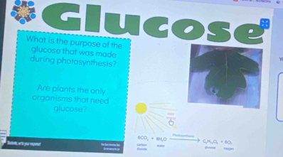 What is the purpose of the 
glucose that was made 
during photosynthesis? 
Are plants the only 
organisms that need 
glucose?
6H,C