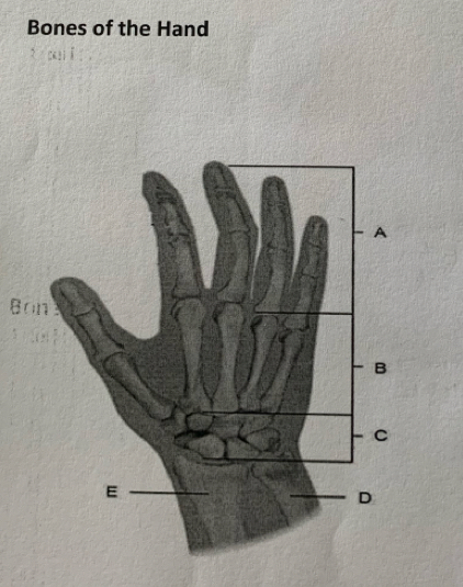 Bones of the Hand 
B