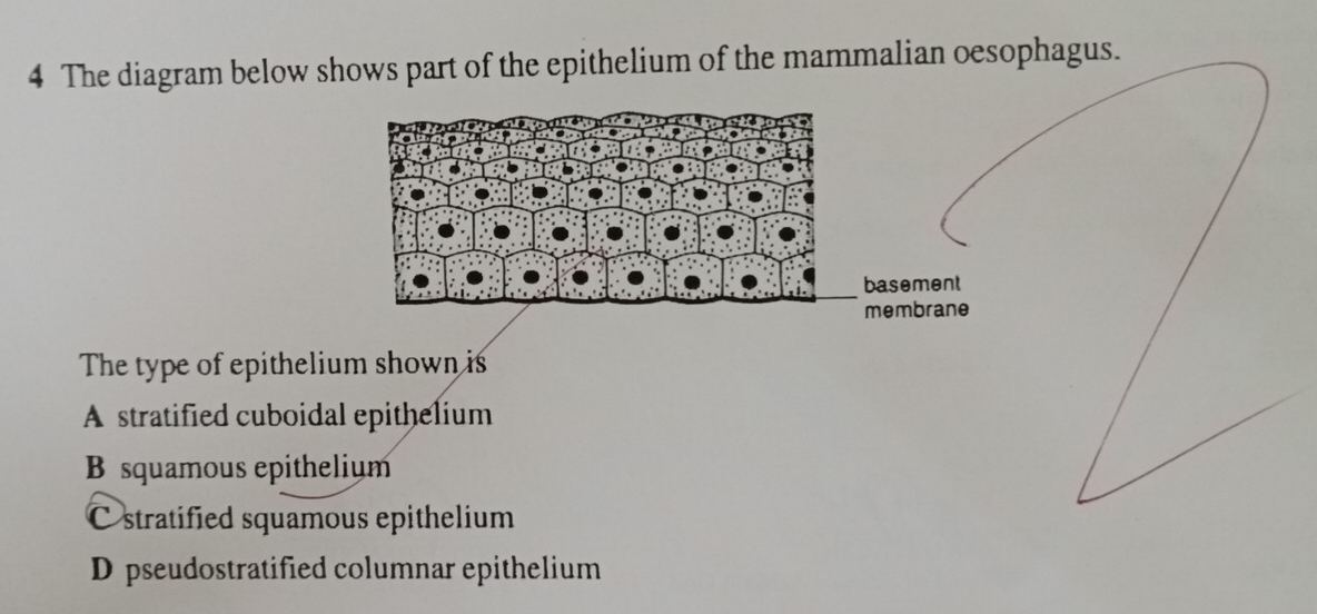 The diagram below shows part of the epithelium of the mammalian oesophagus.
::
basement
membrane
The type of epithelium shown is
A stratified cuboidal epithelium
B squamous epithelium
C stratified squamous epithelium
D pseudostratified columnar epithelium