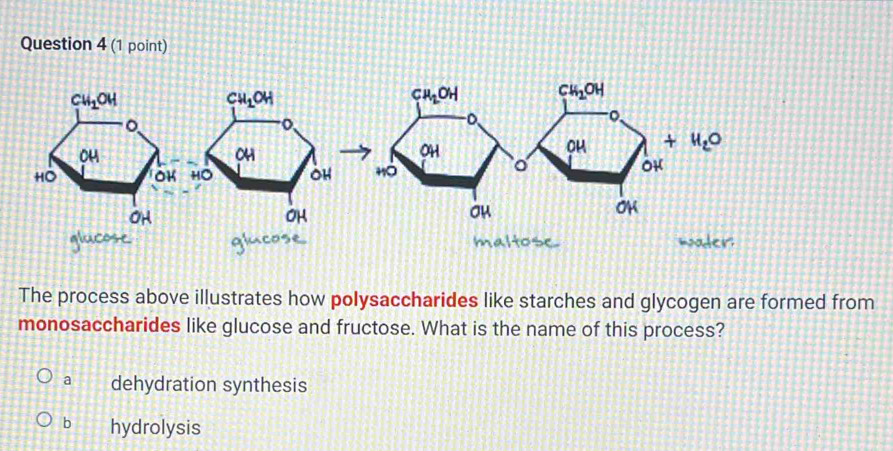 The process above illustrates how polysaccharides like starches and glycogen are formed from
monosaccharides like glucose and fructose. What is the name of this process?
a dehydration synthesis
b hydrolysis