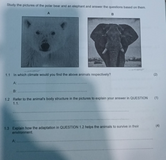 Study the pictures of the polar bear and an elephant and answer the questions based on them. 
1.1 In which climate would you find the above animals respectively? (2) 
A:_ 
B:_ 
1.2 Refer to the animal's body structure in the pictures to explain your answer in QUESTION (1) 
1.1. 
_ 
_ 
1.3 Explain how the adaptation in QUESTION 1.2 helps the animals to survive in their (4) 
environment. 
A: 
_ 
_