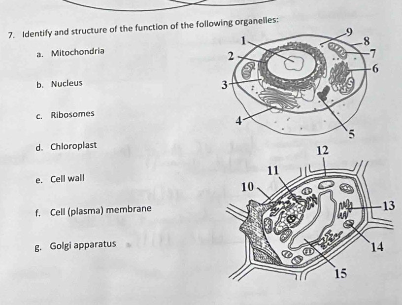 Identify and structure of the function of the following organelles: 
a. Mitochondria 
b. Nucleus 
c. Ribosomes 
d. Chloroplast 
e. Cell wall 
f. Cell (plasma) membrane 
3 
g. Golgi apparatus