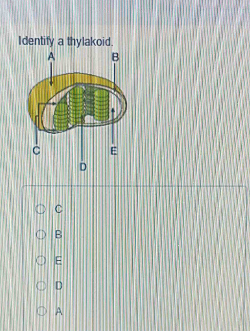 Identify a thylakoid.
C
B
E
D
A