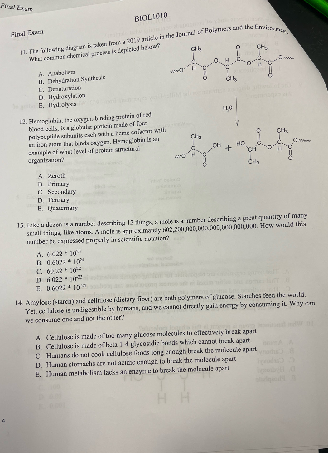 Final Exam
BIOL1010
Final Exam
11. The following diagram is taken from a 2019 article in the Journal of Polymers and the Environment.
What common chemical process is depicted below?
A. Anabolism
B. Dehydration Synthesis
C. Denaturation
D. Hydroxylation
E. Hydrolysis
12. Hemoglobin, the oxygen-binding protein of red
blood cells, is a globular protein made of four
polypeptide subunits each with a heme cofactor wi
an iron atom that binds oxygen. Hemoglobin is an 
example of what level of protein structural
organization?
A. Zeroth
B. Primary
C. Secondary
D. Tertiary
E. Quaternary
13. Like a dozen is a number describing 12 things, a mole is a number describing a great quantity of many
small things, like atoms. A mole is approximately 602,200,000,000,000,000,000,000. How would this
number be expressed properly in scientific notation?
A. 6.022*10^(23)
B. 0.6022*10^(24)
C. 60.22*10^(22)
D. 6.022*10^(-23)
E. 0.6022*10^(-24)
14. Amylose (starch) and cellulose (dietary fiber) are both polymers of glucose. Starches feed the world.
Yet, cellulose is undigestible by humans, and we cannot directly gain energy by consuming it. Why can
we consume one and not the other?
A. Cellulose is made of too many glucose molecules to effectively break apart
B. Cellulose is made of beta 1-4 glycosidic bonds which cannot break apart
C. Humans do not cook cellulose foods long enough break the molecule apart
D. Human stomachs are not acidic enough to break the molecule apart
E. Human metabolism lacks an enzyme to break the molecule apart
4