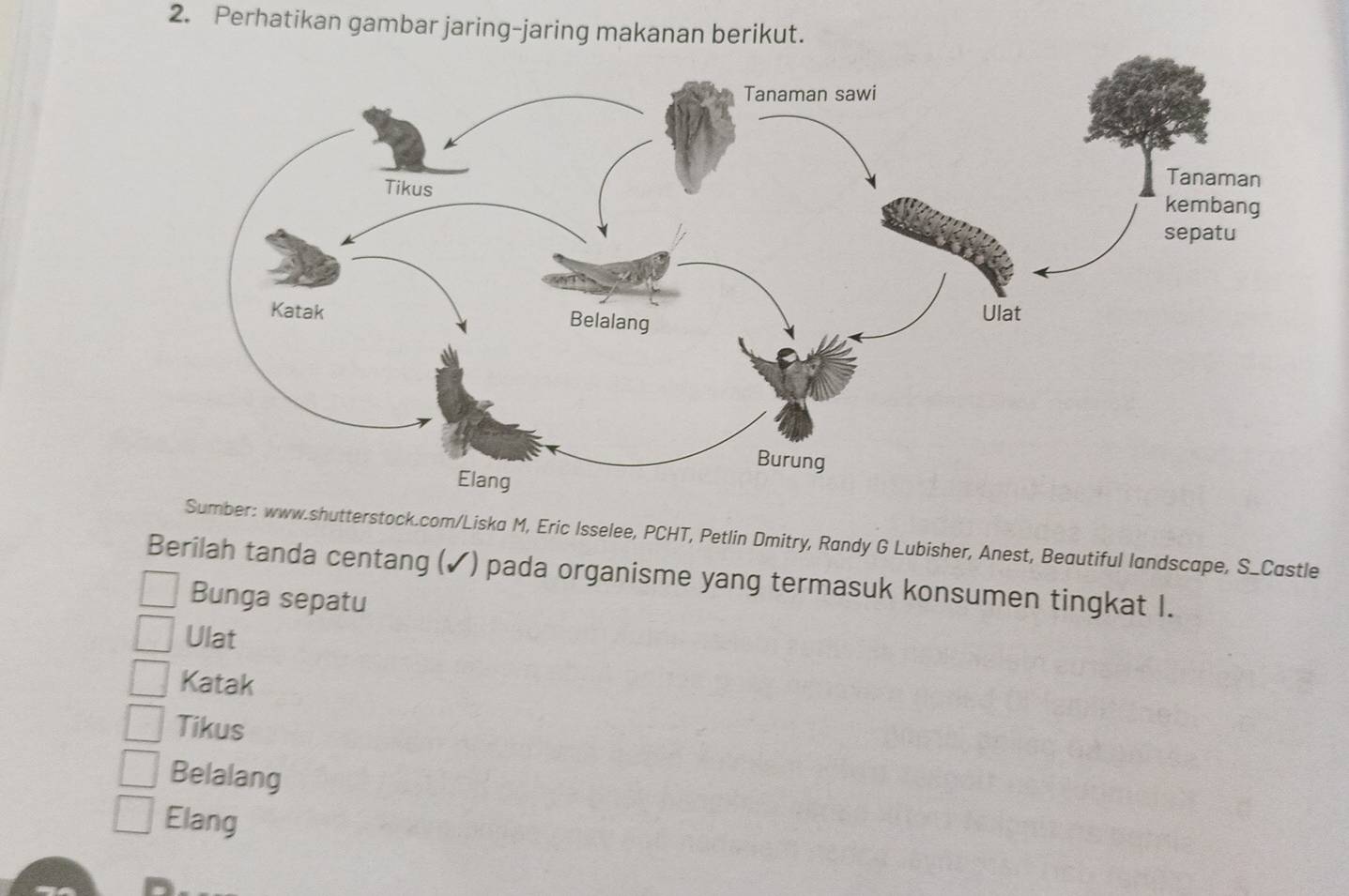 Perhatikan gambar jaring-jaring makanan berikut.
Sumber: www.shutterstock.com/Liska M, Eric Isselee, PCHT, Petlin Dmitry, Randy G Lubisher, Anest, Beautiful landscape, S_Castle
Berilah tanda centang (✓) pada organisme yang termasuk konsumen tingkat I.
Bunga sepatu
Ulat
Katak
Tikus
Belalang
Elang