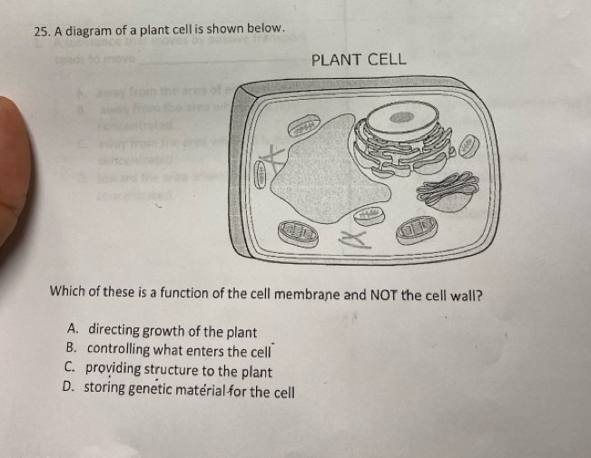 A diagram of a plant cell is shown below.
Which of these is a function of the cell membrane and NOT the cell wall?
A. directing growth of the plant
B. controlling what enters the cell
C. providing structure to the plant
D. storing genetic material for the cell