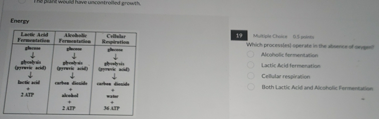 The plant would have uncontrolled growth.
Energy
19 Multiple Choice 0.5 points
Which process(es) operate in the absence of oxygen?
Alcoholic fermentation
Lactic Acid fermenation
Cellular respiration
Both Lactic Acid and Alcoholic Fermentation