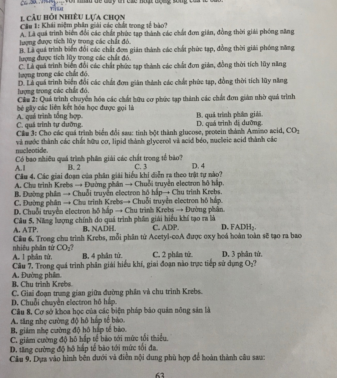 La 994 Với nhâu đề đuy tr các hoạt động sống của tc ba
rha
1. câu hỏi nhiÈu lựa chọn
Câu 1: Khái niệm phân giải các chất trong tế bào?
A. Là quá trình biến đồi các chất phức tạp thành các chất đơn giản, đồng thời giải phóng năng
lượng được tích lũy trong các chất đó.
B. Là quá trình biến đồi các chất đơn giản thành các chất phức tạp, đồng thời giải phóng năng
lượng được tích lũy trong các chất đó.
C. Là quá trình biến đổi các chất phức tạp thành các chất đơn giản, đồng thời tích lũy năng
lượng trong các chất đó.
D. Là quá trình biến đồi các chất đơn giản thành các chất phức tạp, đồng thời tích lũy năng
lượng trong các chất đó.
Cầu 2: Quá trình chuyển hóa các chất hữu cơ phức tạp thành các chất đơn giản nhờ quá trình
bẻ gãy các liên kết hóa học được gọi là
A. quá trình tổng hợp. B. quá trình phân giải.
C. quá trình tự dưỡng. D. quá trình dị dưỡng.
Câu 3: Cho các quá trình biến đổi sau: tinh bột thành glucose, protein thành Amino acid, CO_2
và nước thành các chất hữu cơ, lipid thành glycerol và acid béo, nucleic acid thành các
nucleotide.
Có bao nhiêu quá trình phân giải các chất trong tế bào?
A.1 B. 2 C. 3 D. 4
Câu 4. Các giai đoạn của phân giải hiếu khí diễn ra theo trật tự nào?
A. Chu trình Krebs → Đường phân → Chuỗi truyền electron hô hấp.
B. Đường phân → Chuỗi truyền electron hô hấp→ Chu trình Krebs.
C. Đường phân → Chu trình Krebs→ Chuỗi truyền electron hô hấp.
D. Chuỗi truyền electron hô hấp → Chu trình Krebș → Đường phân.
Câu 5. Năng lượng chính do quá trình phân giải hiếu khí tạo ra là
A. ATP. B. NADH. C. ADP. D. FADH_2.
Câu 6. Trong chu trình Krebs, mỗi phân tử Acetyl-coA được oxy hoá hoàn toàn sẽ tạo ra bao
nhiêu phân tử CO_2
A. 1 phân tử. B. 4 phân tử. C. 2 phân tử. D. 3 phân tử.
Câu 7. Trong quá trình phân giải hiếu khí, giai đoạn nào trực tiếp sử dụng O_2
A. Đường phân.
B. Chu trình Krebs.
C. Giai đoạn trung gian giữa đường phân và chu trình Krebs.
D. Chuỗi chuyền electron hô hấp.
Câu 8. Cơ sở khoa học của các biện pháp bảo quản nông sản là
A. tăng nhẹ cường độ hô hấp tế bào.
B. giảm nhẹ cường độ hô hấp tế bào.
C. giảm cường độ hô hấp tế bào tới mức tối thiểu.
D. tăng cường độ hô hấp tế bào tới mức tối đa.
Câu 9. Dựa vào hình bên dưới và điền nội dung phù hợp để hoàn thành câu sau:
63
