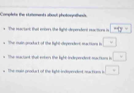 Complete the statements about photosynthesis.
The reactant that enters the light-dependent reactions is w(y
The main product of the light-dependent reactions is □
The reactant that enters the light-independent reactions is □
The main product of the light-independent reactions is □