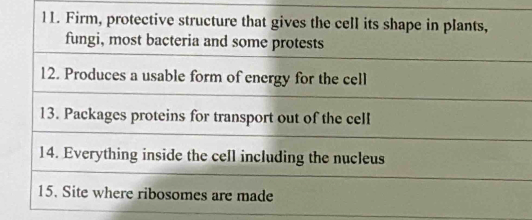 Firm, protective structure that gives the cell its shape in plants, 
fungi, most bacteria and some protests 
12. Produces a usable form of energy for the cell 
13. Packages proteins for transport out of the cell 
14. Everything inside the cell including the nucleus 
15. Site where ribosomes are made