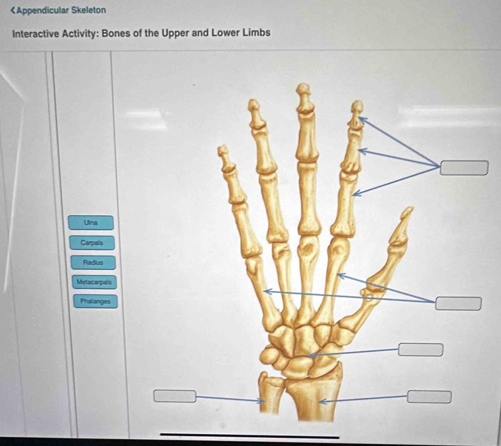 Ullna
Carpals
Radius
Metacarpals
Phalanges