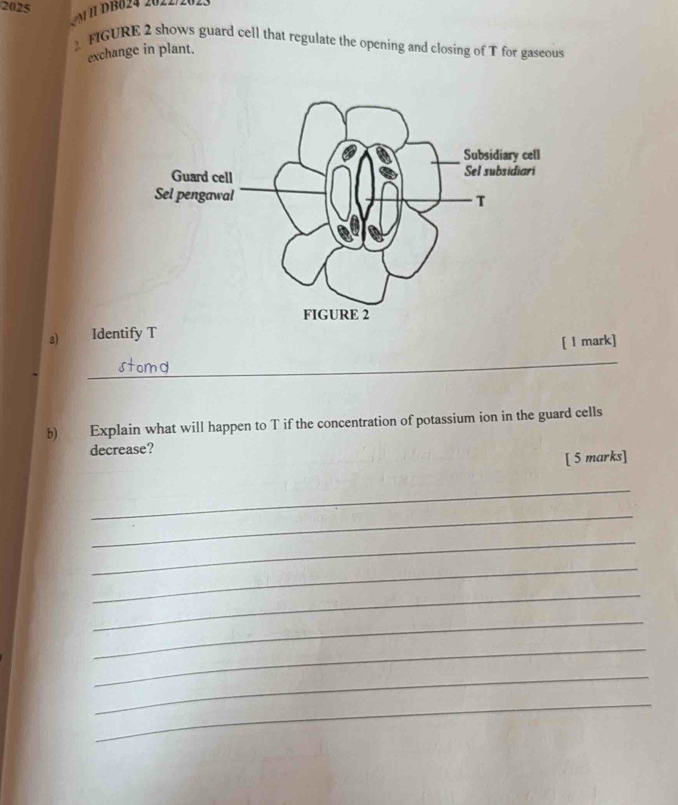 2025 
FIGURE 2 shows guard cell that regulate the opening and closing of T for gaseous 
exchange in plant. 
a) Identify T
[ l mark] 
_ 
b) Explain what will happen to T if the concentration of potassium ion in the guard cells 
decrease? 
[ 5 marks] 
_ 
_ 
_ 
_ 
_ 
_ 
_ 
_ 
_