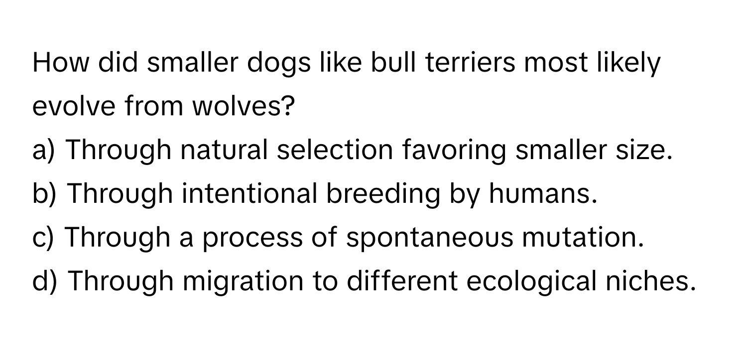 How did smaller dogs like bull terriers most likely evolve from wolves?

a) Through natural selection favoring smaller size. 
b) Through intentional breeding by humans. 
c) Through a process of spontaneous mutation. 
d) Through migration to different ecological niches.