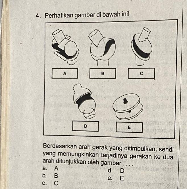 Perhatikan gambar di bawah ini!
Berdasarkan arah gerak yang ditimbulkan, sendi
yang memungkinkan terjadinya gerakan ke dua
arah ditunjukkan oleh gambar . . . .
a. A d. D
b. B e. E
c. C