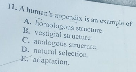 A human’s appendix is an example of
A. homologous structure.
B. vestigial structure.
C. analogous structure.
D. natural selection.
E. adaptation.