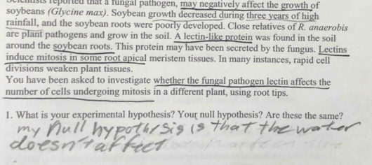 usts reported that a fungal pathogen, may negatively affect the growth of 
soybeans (Glycine max). Soybean growth decreased during three years of high 
rainfall, and the soybean roots were poorly developed. Close relatives of R. anaerobis 
are plant pathogens and grow in the soil. A lectin-like protein was found in the soil 
around the soybean roots. This protein may have been secreted by the fungus. Lectins 
induce mitosis in some root apical meristem tissues. In many instances, rapid cell 
divisions weaken plant tissues. 
You have been asked to investigate whether the fungal pathogen lectin affects the 
number of cells undergoing mitosis in a different plant, using root tips. 
1. What is your experimental hypothesis? Your null hypothesis? Are these the same?