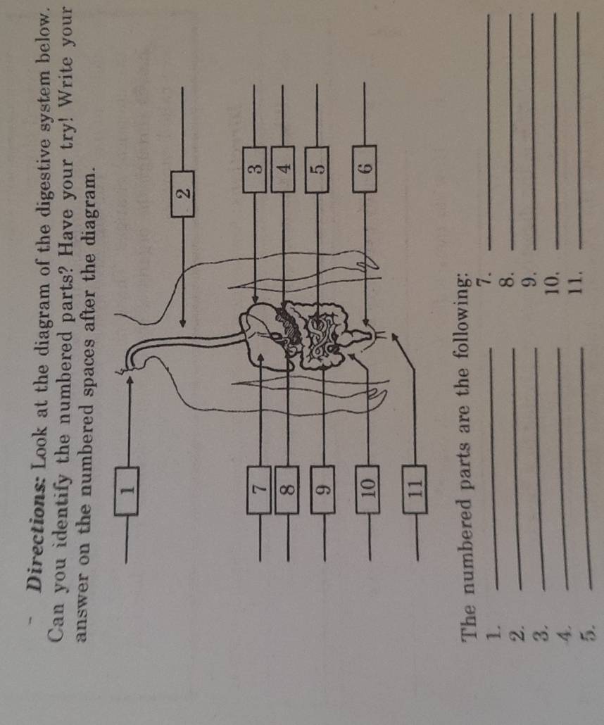 = Directions: Look at the diagram of the digestive system below. 
Can you identify the numbered parts? Have your try! Write your 
answer on the numbered spaces after the diagram. 
The numbered parts are the following: 
1. 
_ 
7._ 
_ 
2. 
_ 
8._ 
9._ 
_ 
3. 
10._ 
_ 
4 
5. 
11._