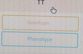 Genotype 
Phenotype