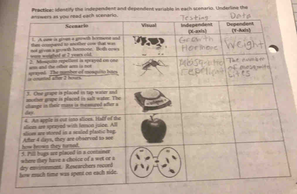 Practice: identify the independent and dependent variable in each scenario. Underline the