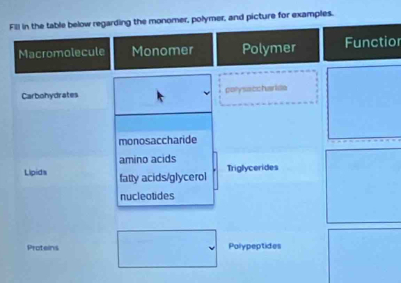 Fill in the table below regarding the monomer, polymer, and picture for examples.
Macromolecule Monomer Polymer Functior
Carbohydrates porysabcharide
monosaccharide
amino acids
Triglycerides
Lipids fatty acids/glycerol
nucleotides
Proteins Polypeptides