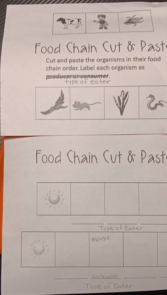 Food Chain Cut & Past 
Cut and paste the organisms in their food 
chain order. Label each organism as 
producer or consumer. 
Food Chain Cut & Past 
_ 
_ 
_ 
_ 
_ 
_ 
_