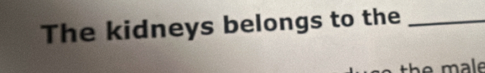 The kidneys belongs to the_ 
the male