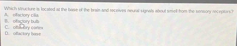 Which structure is located at the base of the brain and receives neural signals about smell from the sensory receptors?
A. olfactory cilia
B. olfactory bulb
C. olfactory cortex
D. olfactory base