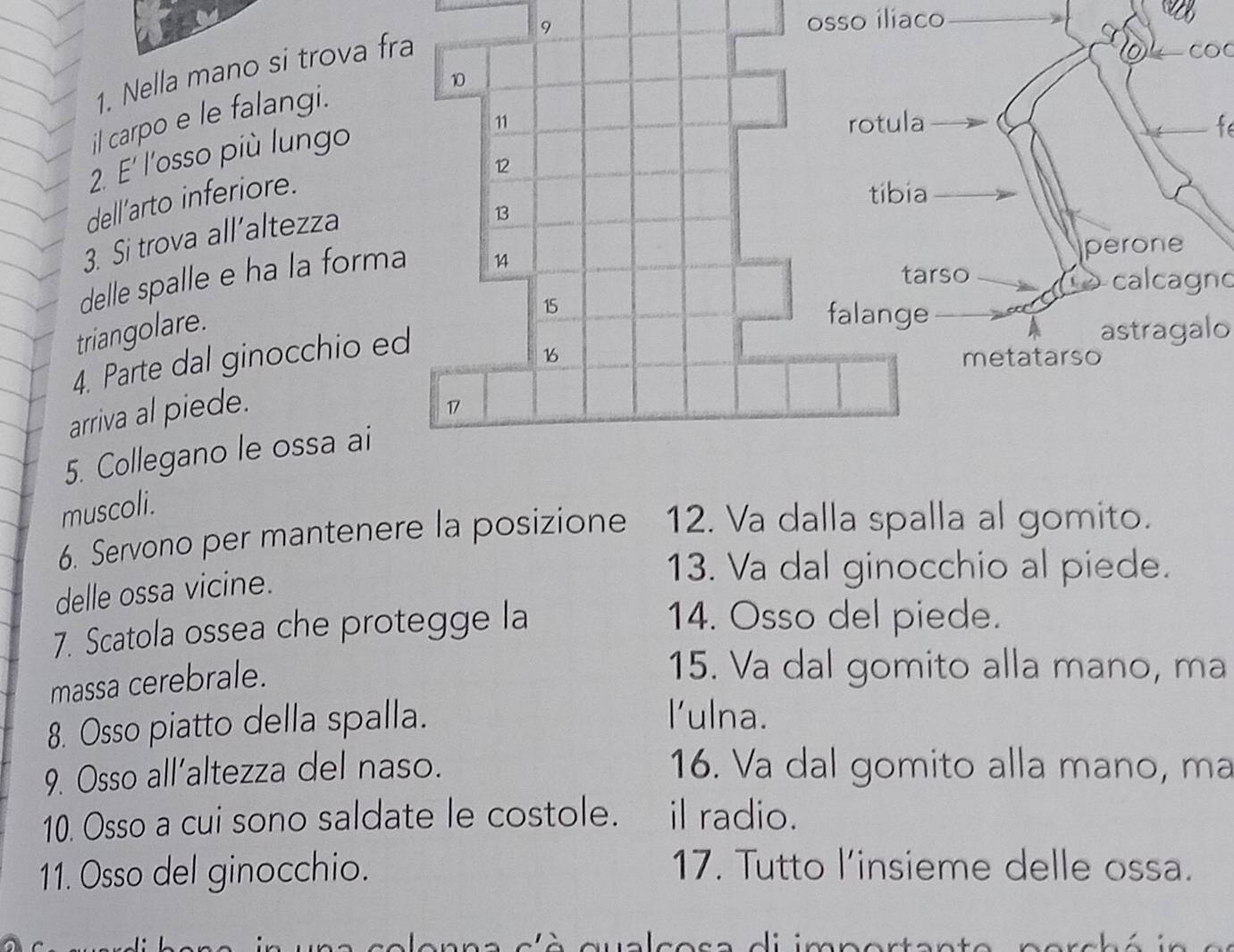 osso iliaco
1. Nella mano si trova 
il carpo e le falangi.
2. E' l'osso più lungo
f
dell'arto inferiore.
3. Si trova all’altezza
delle spalle e ha la form
calcagno
triangolare. 
4. Parte dal ginocchio 
astragalo
arriva al piede.
5. Collegano le ossa ai
muscoli.
6. Servono per mantenere la posizione 12. Va dalla spalla al gomito.
delle ossa vicine.
13. Va dal ginocchio al piede.
7. Scatola ossea che protegge la
14. Osso del piede.
massa cerebrale.
15. Va dal gomito alla mano, ma
8. Osso piatto della spalla.
l'ulna.
9. Osso all’altezza del naso. 16. Va dal gomito alla mano, ma
10. Osso a cui sono saldate le costole. il radio.
11. Osso del ginocchio. 17. Tutto l’insieme delle ossa.