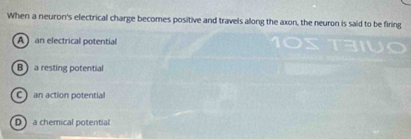 When a neuron's electrical charge becomes positive and travels along the axon, the neuron is said to be firing
A an electrical potential
B  a resting potential
C an action potential
D a chemical potential