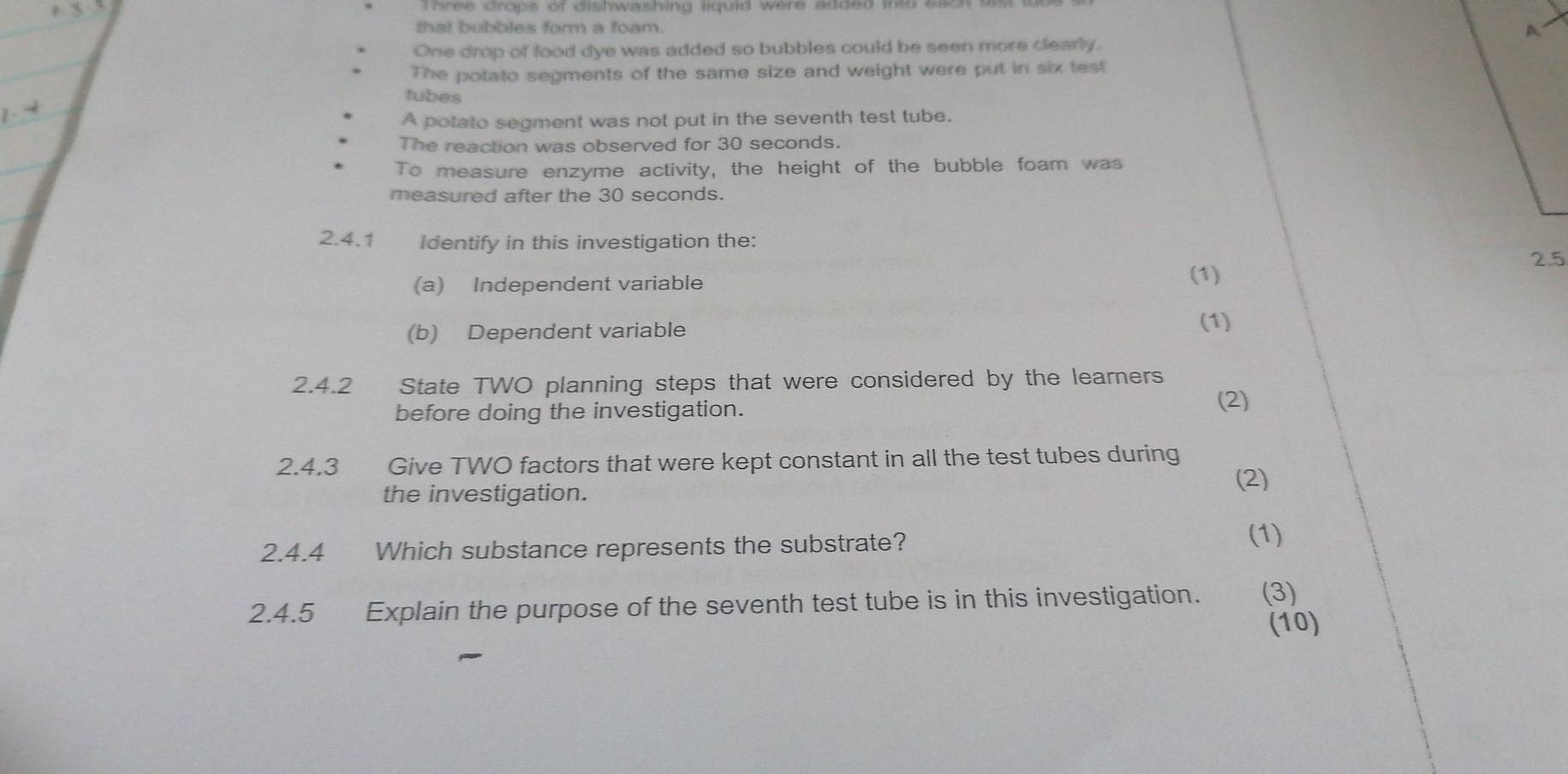 tree drops of dishwashing liquld were aaded whio ss 
that bubbles form a foam. A 
One drop of food dye was added so bubbles could be seen more clearly. 
The potato segments of the same size and weight were put in six test 
tubes 
A potato segment was not put in the seventh test tube. 
The reaction was observed for 30 seconds. 
To measure enzyme activity, the height of the bubble foam was 
measured after the 30 seconds. 
2.4.1 Identify in this investigation the: 
2.5 
(a) Independent variable 
(1) 
(b) Dependent variable 
(1) 
2.4.2 State TWO planning steps that were considered by the learners 
before doing the investigation. (2) 
2.4.3 Give TWO factors that were kept constant in all the test tubes during 
the investigation. 
(2) 
2.4.4 Which substance represents the substrate? (1) 
2.4.5 Explain the purpose of the seventh test tube is in this investigation. (3) 
(10)