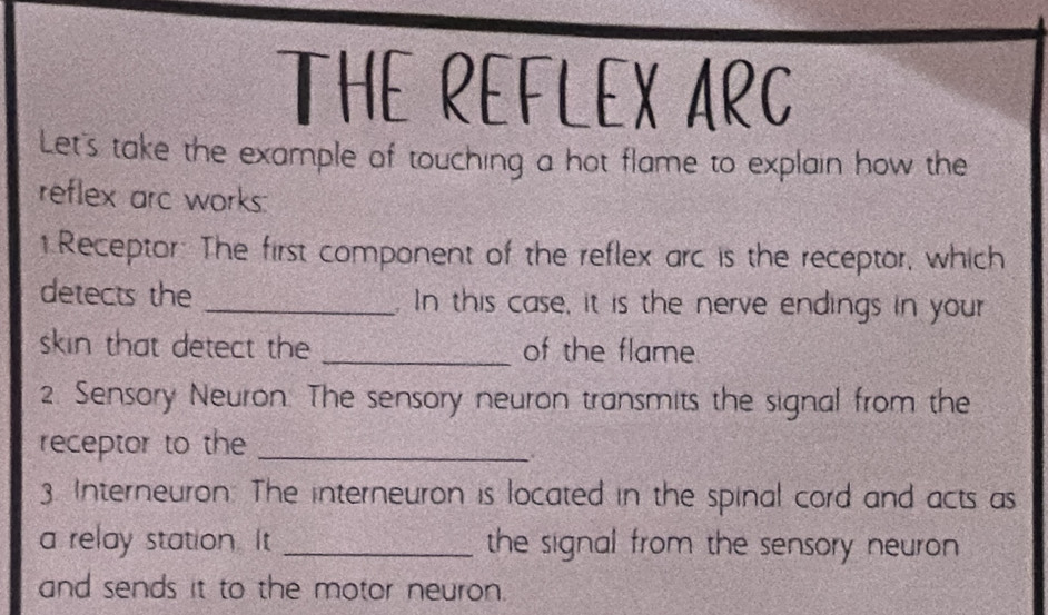 THE REFLEX ARC 
Let's take the example of touching a hot flame to explain how the 
reflex arc works: 
1 Receptor: The first component of the reflex arc is the receptor, which 
detects the _ In this case, it is the nerve endings in your 
skin that detect the _of the flame 
2. Sensory Neuron. The sensory neuron transmits the signal from the 
receptor to the_ 
3. Interneuron: The interneuron is located in the spinal cord and acts as 
a relay station. It _the signal from the sensory neuron 
and sends it to the motor neuron.