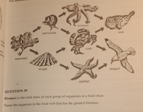 octopus 
perwinkle seal 

to 
crab 
one 
a 
seaweed 
seagull 
starfish 
QUESTION 39 
Biomass is the total mass of each group of organisms in a food chain. 
Name the organism in the food web that has the greatest biomass.