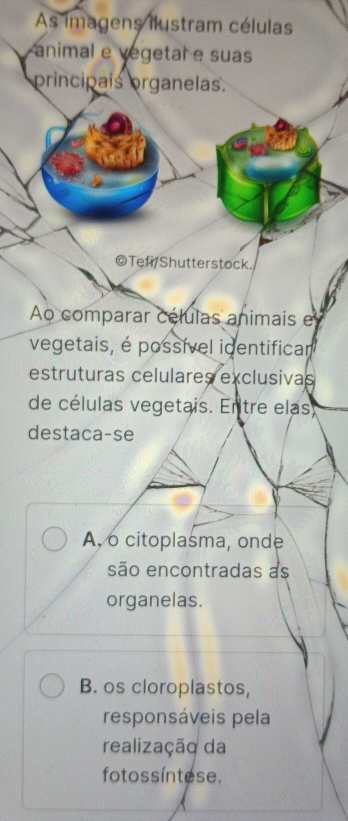 As imagens ilustram células
animal e vegetal e suas
principais organelas.
©TefiShutterstock.
Ao comparar células animais e
vegetais, é possível identificar
estruturas celulares exclusivas
de células vegetais. En tre elas
destaca-se
A. o citoplasma, onde
são encontradas as
organelas.
B. os cloroplastos,
responsáveis pela
realização da
fo tos s íntes e.