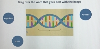 Drag over the word that goes best with the image 
nucleus 
organism 
gone