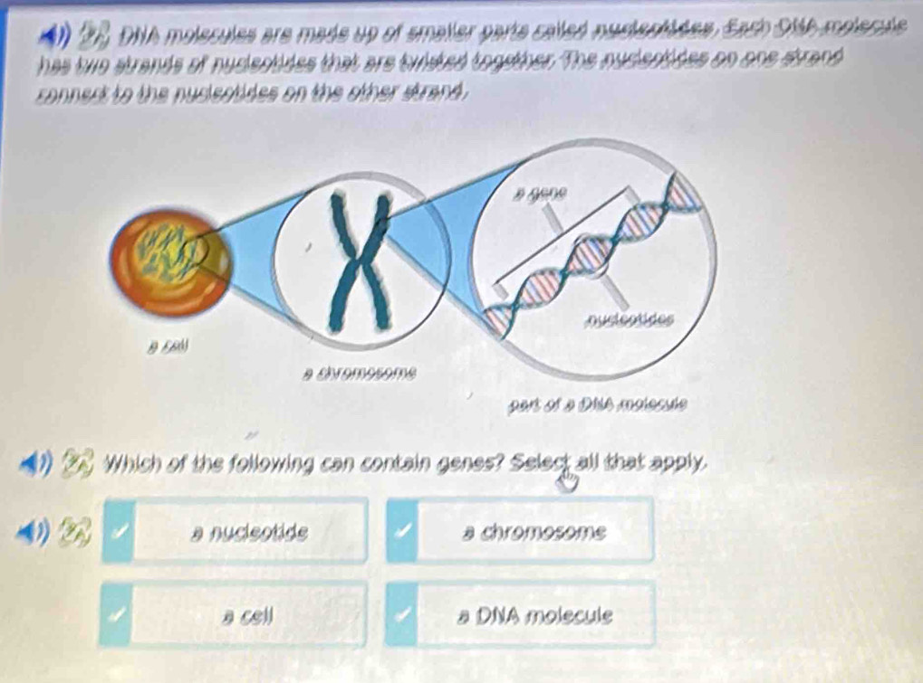 DNA molscules are made up of smailer parta calleó nustentides. Eash Stth molecuée
has two strands of nusisctides that are twisted together. The ausiectides on one strand
connect to the nusisctides on the other strand .
part of a Dhia molecule
Which of the following can contain genes? Select all that apply.
Z a nucleotide a chromosome
a cell a DNA molecule